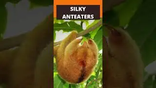 4 types of Anteaters #facts #shorts