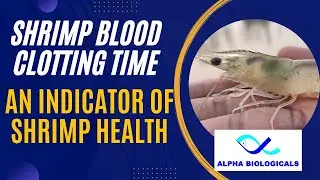 How to test shrimp blood clotting time?