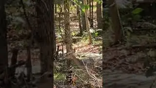 Doe gets big boy in trouble!! #deerhunter #hunting #wildlife #deerhunting #deerhunt #nature