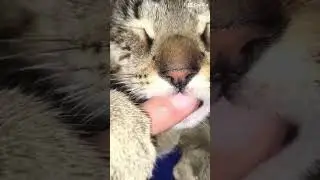 #animation #cat #cute #millitary #ironman #water #farm #green