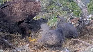 NEFL Cam: After eating a fish NE32 & 33 told Dad they wanted more fish -- 2026 01 17