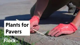 Perfect PLANTS for PAVERS & PATHS &mdash;&nbsp;Ep. 206