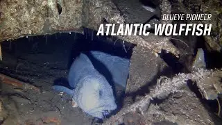 Atlantic wolffish filmed on World War II plane wreck | Blueye Pioneer