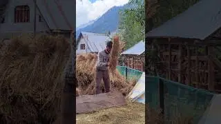 #044/100 The Last Village Of Kashmir 'SARBAL' #100Daysofunplanned #ytshort #shorts