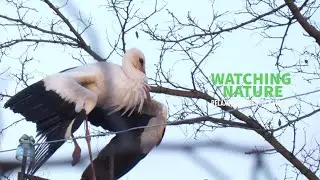 Stork posing and preening on column | Relaxing Nature 4K Royalty Free Stock Footage | Animals: Birds