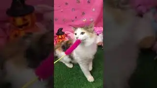 435273 ノルウェージャン