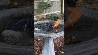 American Robin visits my bird bath #newhouse #learnerslearning #birds #birdbath #americanrobin