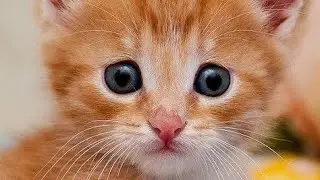 Funny Cat Happy Thanksgiving #viral #قطة #Cats #Shorts @tseries