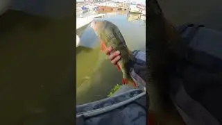 Un bleak shad Lmab en colorie chartreux m&rsquo;a rapport&eacute; cette jolie perche #lmab #perche #shorts