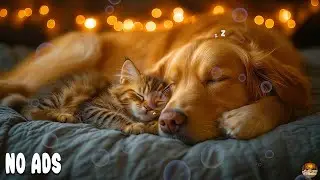 Relaxing Dog Music 🐾 12 Hours for Anti-Anxiety Relief, Deep Healing Sleep, Healing Therapy