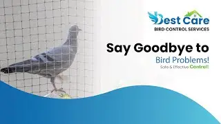 Say goodbye to bird problems with Best Care Bird Pest Control Services!