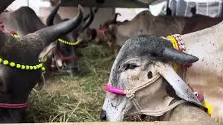 chintalkunta buffalo market || cow and buffalo market ||