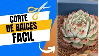 RENUEVA las RAICES de tus suculentas / Transplante máximo 🥰