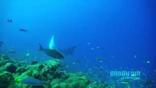 Elektrofish - Ocean Lounge - Black Smoker