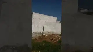 Gandum ka visit || Wheat destroyed by stormy rain