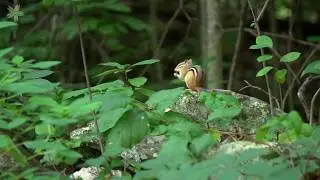 Tranquil Discoveries at Whipple Hill