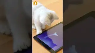 Can Cats See Phone Screens? | Why Doesn't My Cat Focus On Things Like A Phone | Pets Guideline