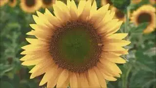 Sid the Science Kid - The Buzzing Bee Song [HD 1080p]