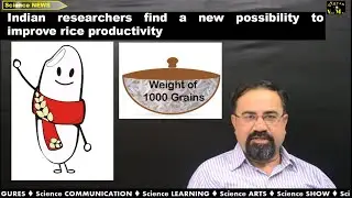 Indian researchers find a new possibility to improve rice productivity