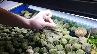 Was passiert, wenn man 100 Moosb&auml;lle in sein Aquarium einsetzt? Marimo Mooskugeln