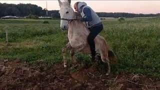 ركوب البغال  الغير المروضة😁😆😂 ، في أول أيام الربيع ، وفي نهاية الفديو شاهد أجمل مهر 🐎