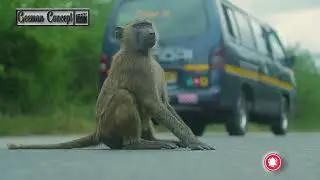How Baboon feed themselves on Road in Ghana