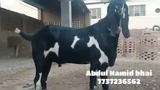 Beetal khassi For sale Rs 40000