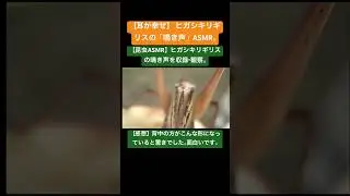 【昆虫ASMR】ヒガシキリギリスの鳴き声を収録・観察。 #wesanderson #jazz #stagbeetle #昆虫図鑑 #昆虫撮影 #昆虫観察 #昆虫採集 #livemusic