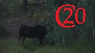 Top 3 Most Memorable Wild Animal Experiences