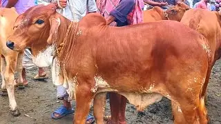@আজ ১৯ জানুয়ারি