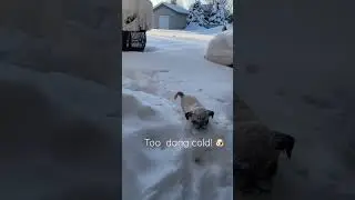 Pug VS Snow