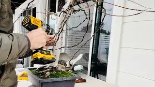 SE10 EP1 - Japanese maple thread graft