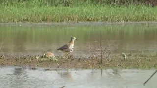 White-tailed Lapwing, Goa, India