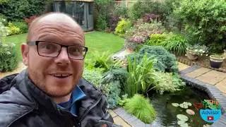 Goldfish Fish Pond UpGrade Revisited Fishpond Care UK