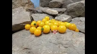 OG Sunrise 3 Tomato Seeds For Sale At Bounty Hunter Seeds