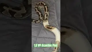 1.0 VPI Axanthic Pied #axanthic #pied #snake #reptiles #ballpythons #breeding #pets #python #animals