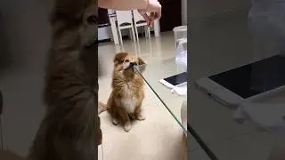 When your dog doesn't understand how glass works 😂 #shorts #dog #glass #funny #funnydog