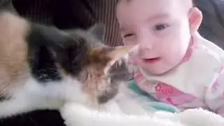 Funny cats and babys