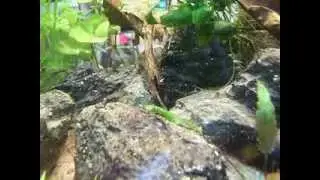 Meine Fischbrut