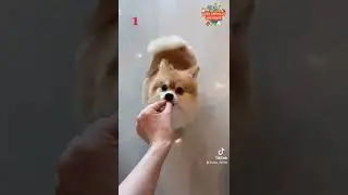 Pomeranian is so cute 2022 | Cute Animal Universe #cuteanimalsunveriseHD 1