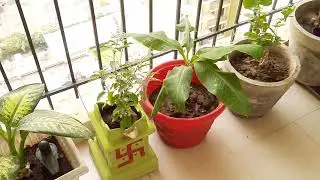 #plant,#greenary,#tulsi,#potplants #balconyplants,#trending,#shorts,#subscribe,#like