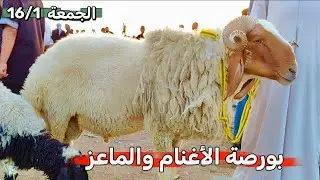 الجمعة 16/1/2026 بورصة الأغنام والماعز بأنوعها 