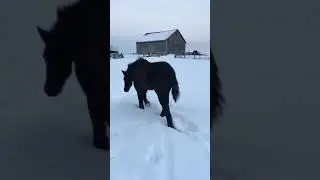 Crackerjack ~ Percheron colt looking for new horizons