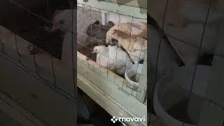 Поставил бройлера на лапы за три дня.