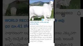 Ongole Breed Cow Sold for ₹40 Crore in Brazil, Enters Guinness World Records