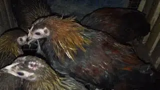 Four Months Old Red Jungle / Stags And Pullets