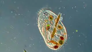 Jednoćelijske eukarije -  eX Protista