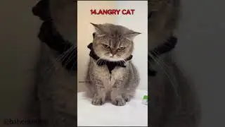 POV Your Cat Has All The Emotions #catshorts #relatable #pethumor