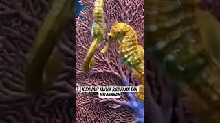 kuda laut jantan bisa hamil dan melahirkan #faktahewanlaut #namahewan #kudalaut