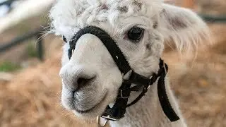 Amazing Fall Fair in Georgetown